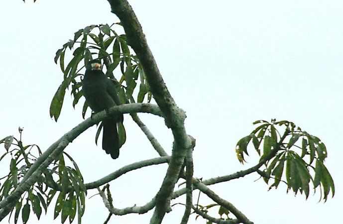 Photo (1): White-fronted Nunbird