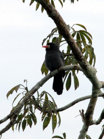 Photo (8): White-fronted Nunbird