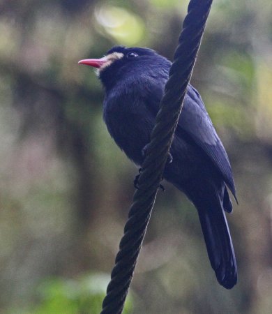 Photo (7): White-fronted Nunbird