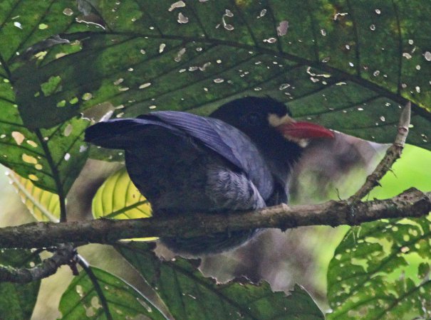 Photo (3): White-fronted Nunbird