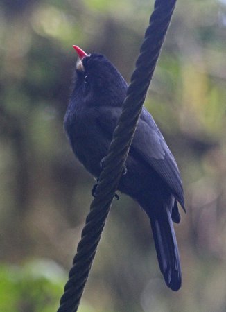 Photo (6): White-fronted Nunbird