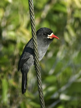 Photo (9): White-fronted Nunbird