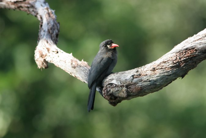 Photo (10): White-fronted Nunbird