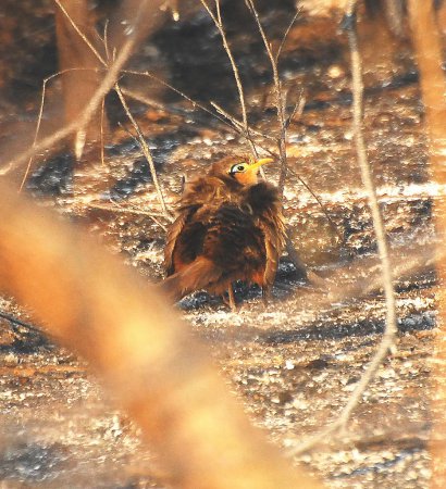 Photo (1): Lesser Ground-Cuckoo