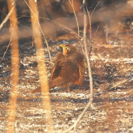 Photo (4): Lesser Ground-Cuckoo