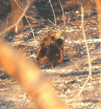 Photo (3): Lesser Ground-Cuckoo