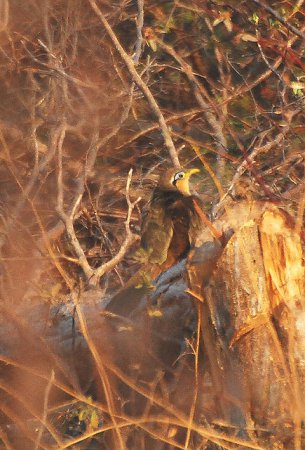 Photo (2): Lesser Ground-Cuckoo
