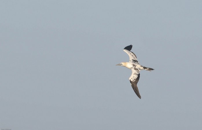 Photo (15): Northern Gannet