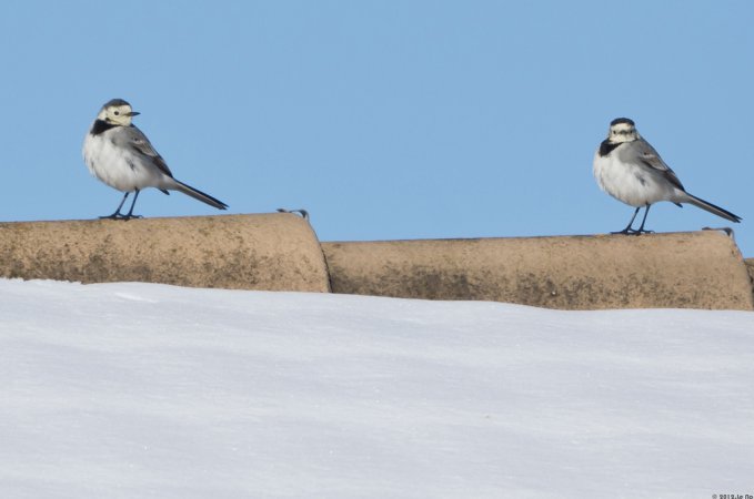 Photo (5): White Wagtail