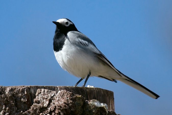 Photo (8): White Wagtail