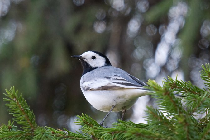 Photo (10): White Wagtail