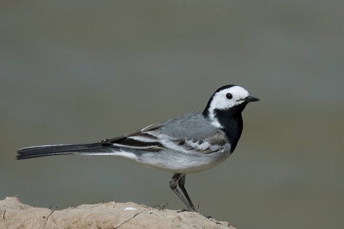 Photo (12): White Wagtail