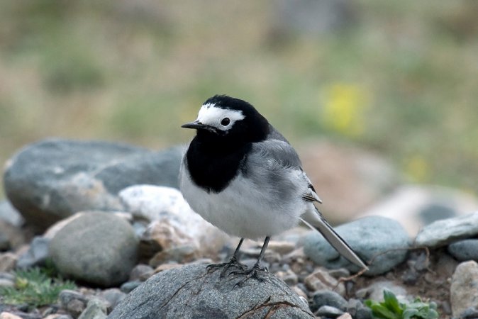 Photo (6): White Wagtail