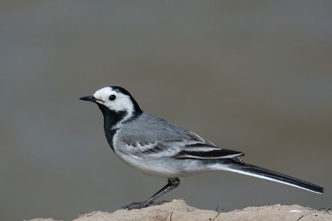 Photo (13): White Wagtail