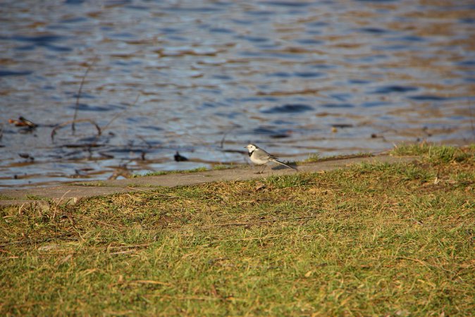 Photo (7): White Wagtail