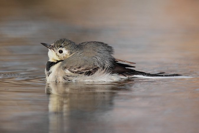 Photo (9): White Wagtail
