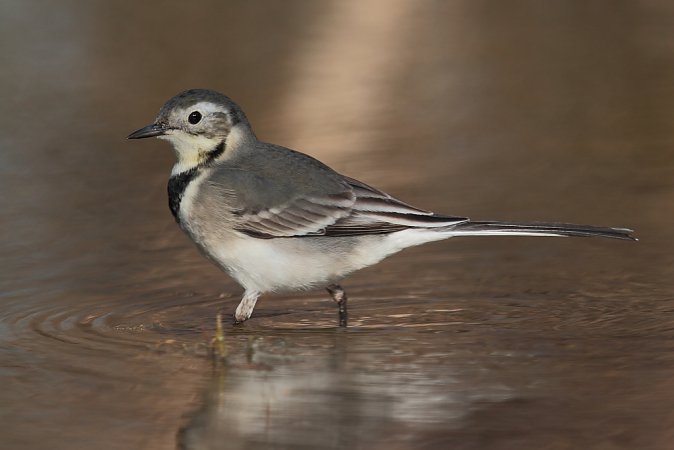 Photo (19): White Wagtail