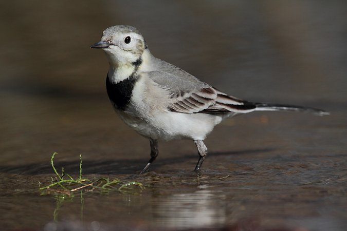 Photo (17): White Wagtail