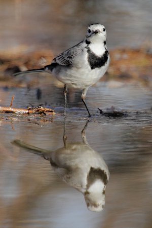 Photo (24): White Wagtail