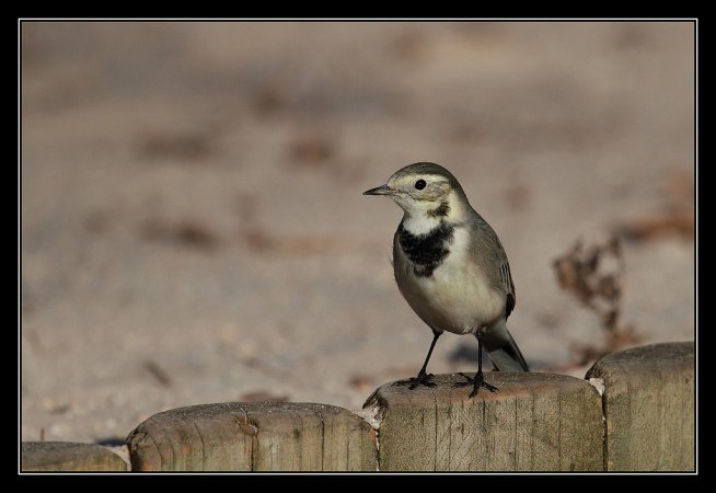 Photo (23): White Wagtail