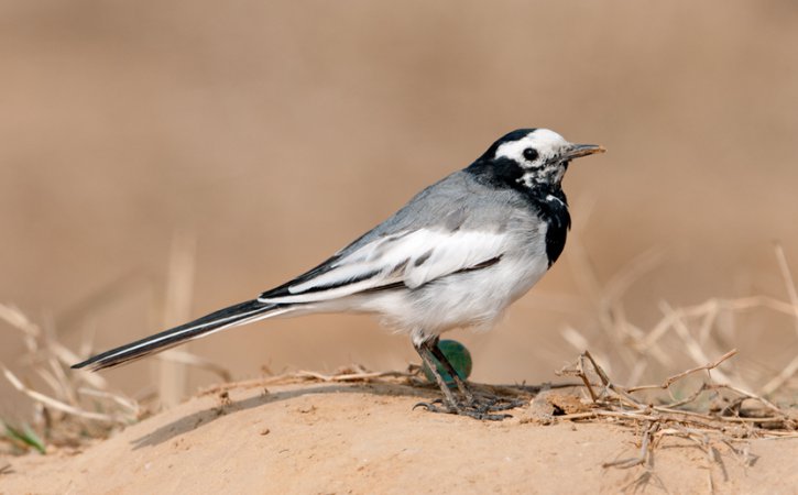 Photo (16): White Wagtail