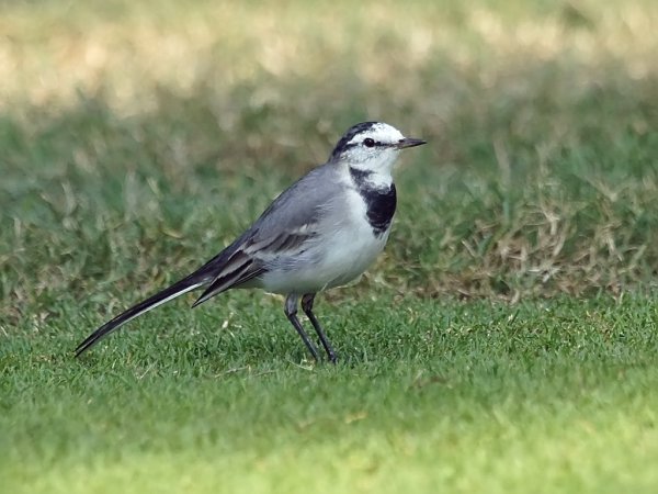 Photo (11): White Wagtail