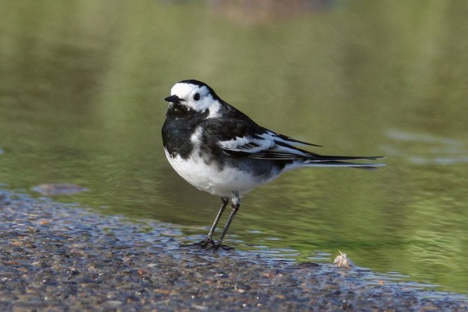 Photo (14): White Wagtail