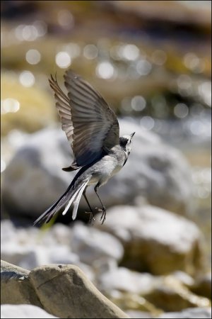 Photo (15): White Wagtail