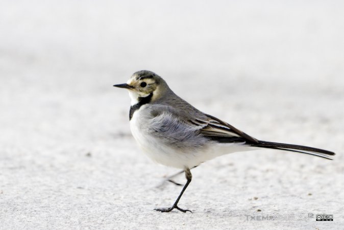 Photo (18): White Wagtail