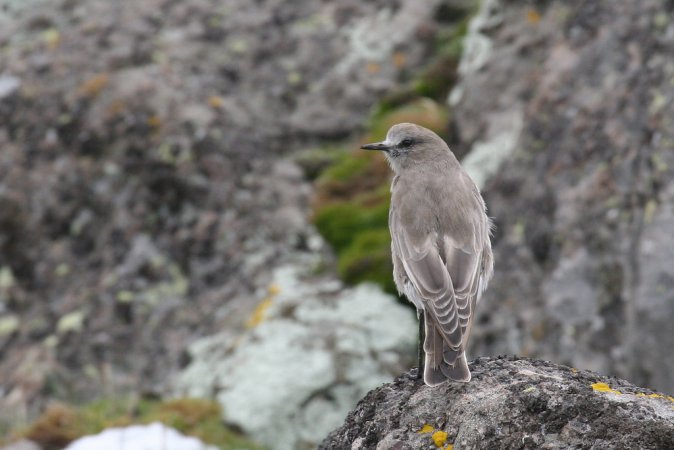 Photo (2): White-fronted Ground-Tyrant