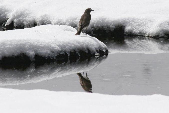 Photo (1): White-fronted Ground-Tyrant