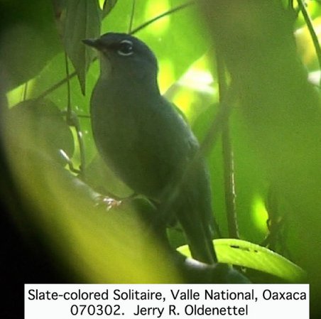 Photo (1): Slate-colored Solitaire