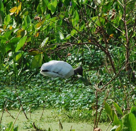 Photo (21): Wood Stork