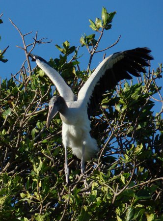 Photo (23): Wood Stork