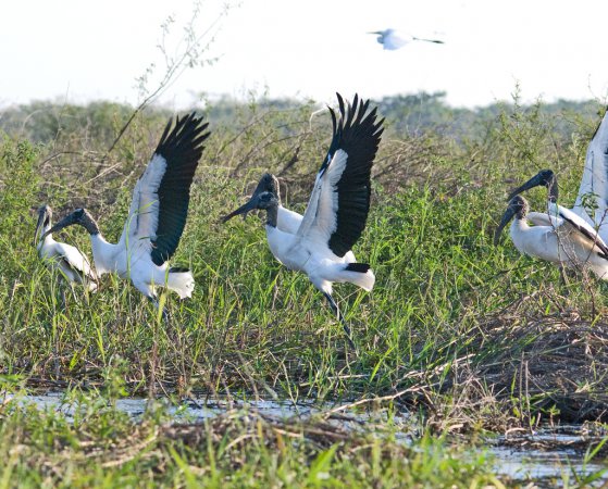 Photo (15): Wood Stork