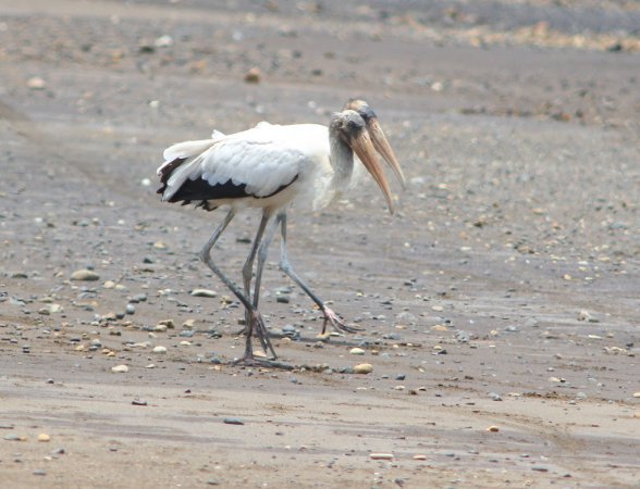 Photo (5): Wood Stork