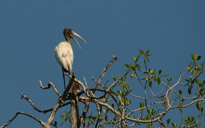 Photo (18): Wood Stork