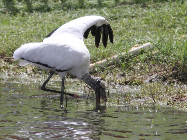 Photo (9): Wood Stork