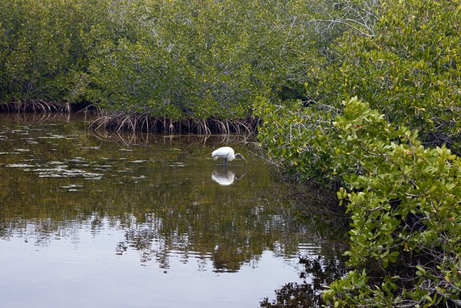 Photo (20): Wood Stork