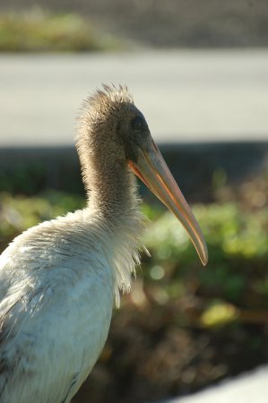 Photo (24): Wood Stork