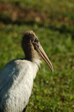 Photo (25): Wood Stork