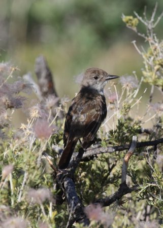 Photo (18): Ash-throated Flycatcher