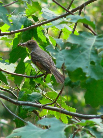 Photo (16): Ash-throated Flycatcher