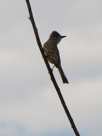 Photo (17): Ash-throated Flycatcher