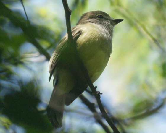 Photo (3): Short-crested Flycatcher