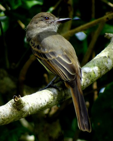 Photo (4): Short-crested Flycatcher
