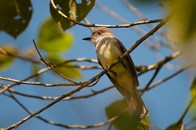 Photo (1): Short-crested Flycatcher