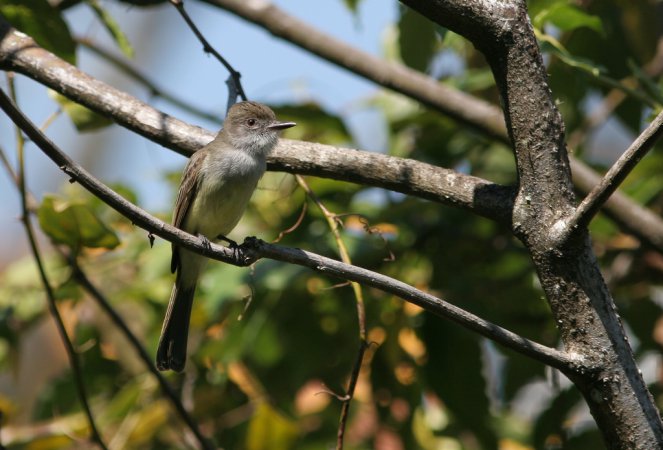 Photo (2): Short-crested Flycatcher