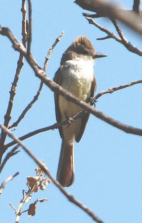 Photo (6): Nutting's Flycatcher