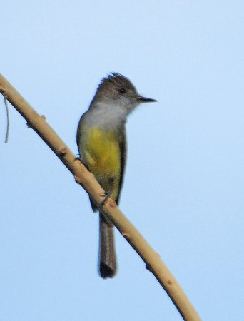 Photo (5): Nutting's Flycatcher
